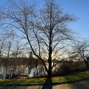 a color photo of a tall tree full of barren branches with the sun illuminating it from