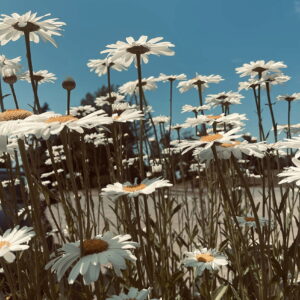 a color photo of white Daisys in the foreground with blue skies in the background