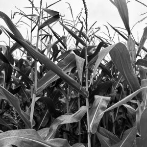 a black and white close up photo of the tops of corn stalks.