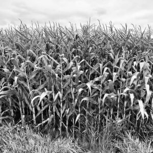 a black and white photo of a corn field
